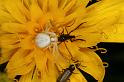 Misumena_vatia_D4941_Z_89_Les Gris_Frankrijk